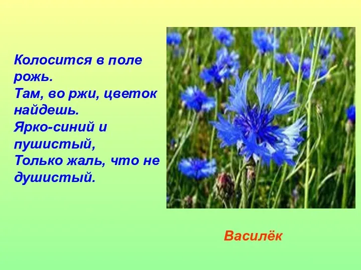 Колосится в поле рожь. Там, во ржи, цветок найдешь. Ярко-синий и пушистый, Только