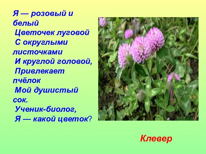 Я — розовый и белый Цветочек луговой С округлыми листочками И круглой головой,