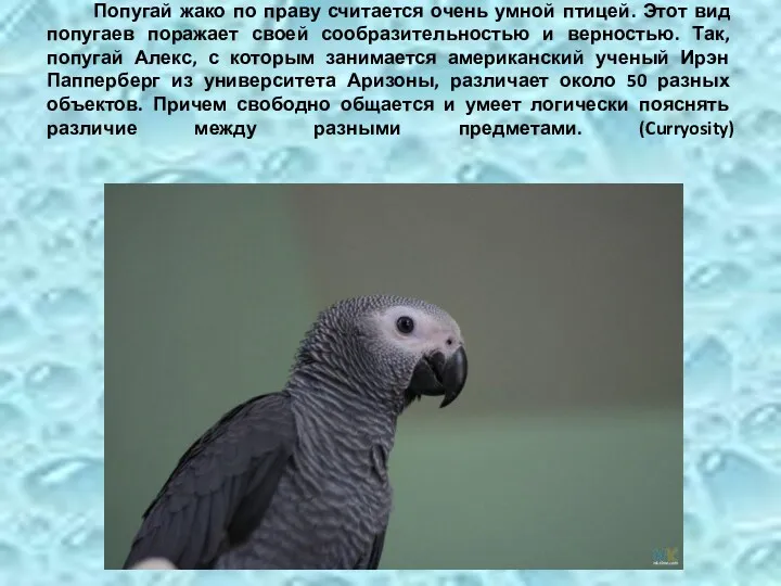 Попугай жако по праву считается очень умной птицей. Этот вид