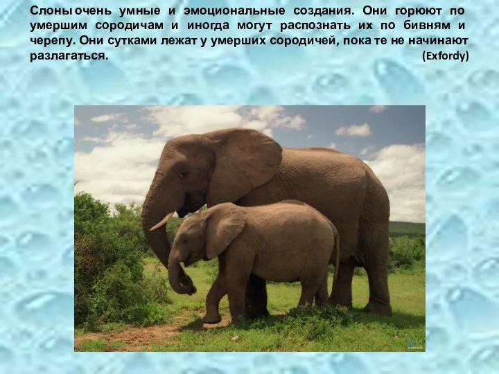 Слоны очень умные и эмоциональные создания. Они горюют по умершим