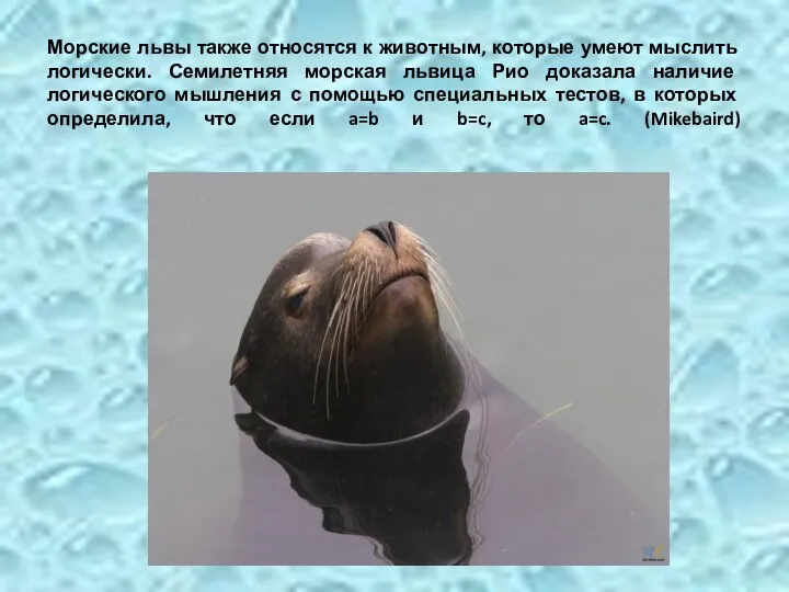 Морские львы также относятся к животным, которые умеют мыслить логически.