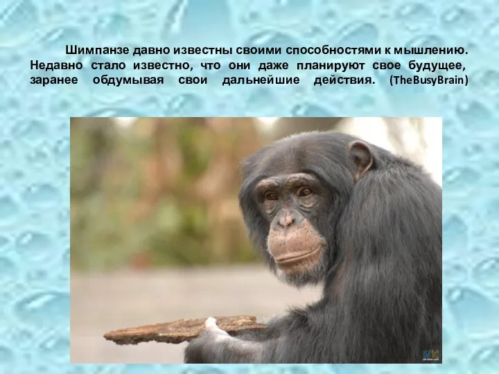 Шимпанзе давно известны своими способностями к мышлению. Недавно стало известно,
