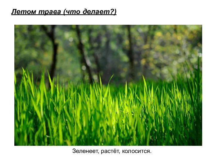 Летом трава (что делает?) Зеленеет, растёт, колосится.