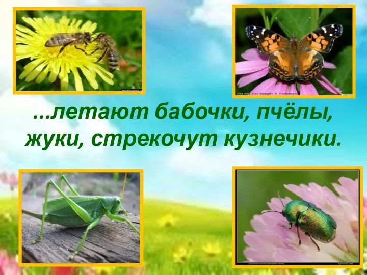 ...летают бабочки, пчёлы, жуки, стрекочут кузнечики.