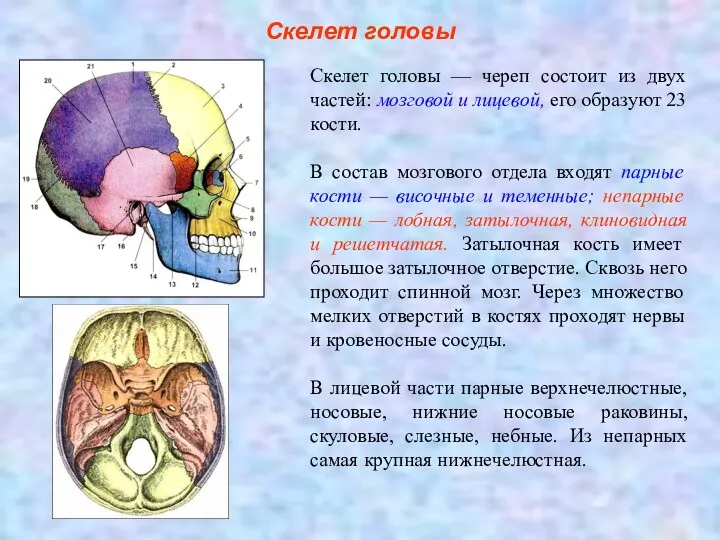 Скелет головы Скелет головы — череп состоит из двух частей: мозговой и лицевой,