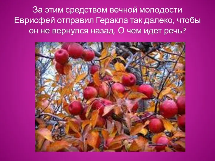 За этим средством вечной молодости Еврисфей отправил Геракла так далеко,