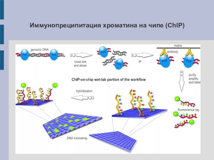 Иммунопреципитация хроматина на чипе (ChIP)