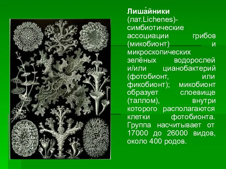 Лиша́йники (лат.Lichenes)- симбиотические ассоциации грибов (микобионт) и микроскопических зелёных водорослей