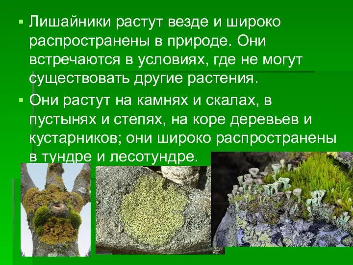 Лишайники растут везде и широко распространены в природе. Они встречаются в условиях, где