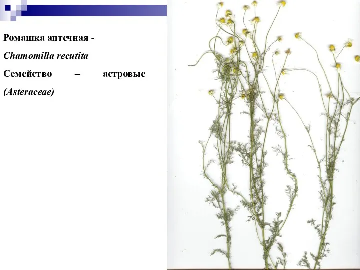 Ромашка аптечная - Chamomilla recutita Семейство – астровые (Asteraceae)