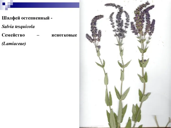 Шалфей остепненный - Salvia tesquicola Семейство – яснотковые (Lamiaceae)