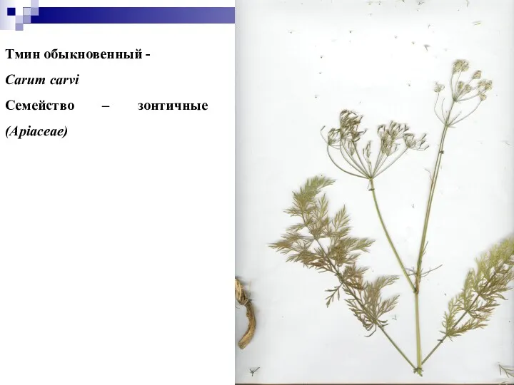 Тмин обыкновенный - Carum carvi Семейство – зонтичные (Apiaceae)