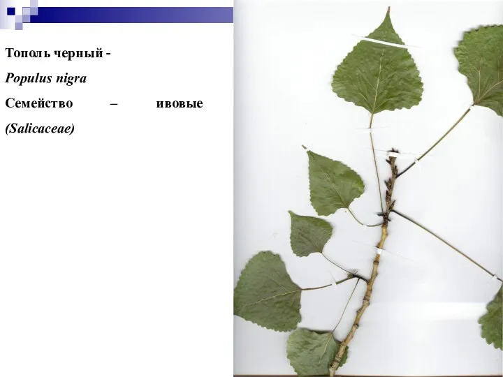 Тополь черный - Populus nigra Семейство – ивовые (Salicaceae)