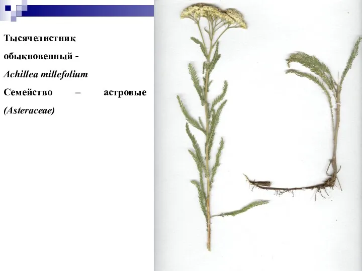 Тысячелистник обыкновенный - Achillea millefolium Семейство – астровые (Asteraceae)