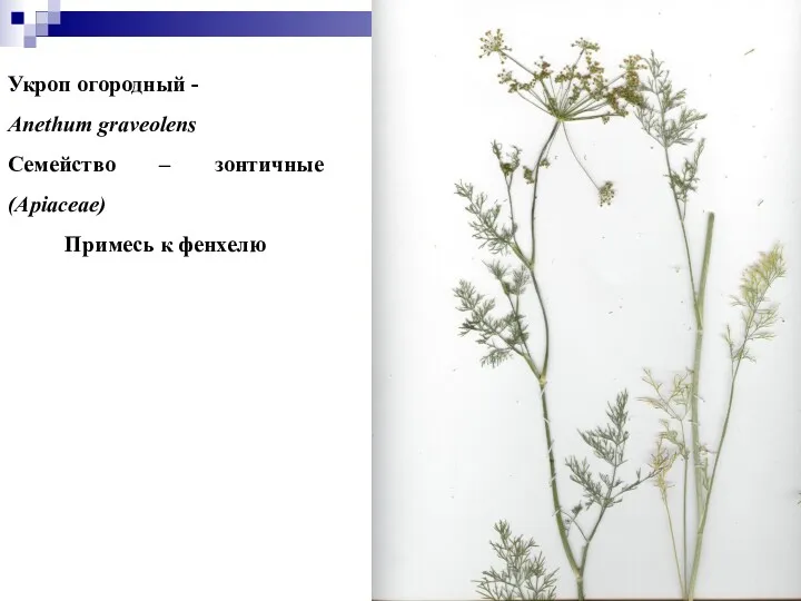 Укроп огородный - Anethum graveolens Семейство – зонтичные (Apiaceae) Примесь к фенхелю