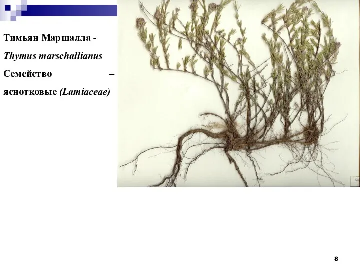 Тимьян Маршалла - Thymus marschallianus Семейство – яснотковые (Lamiaceae)