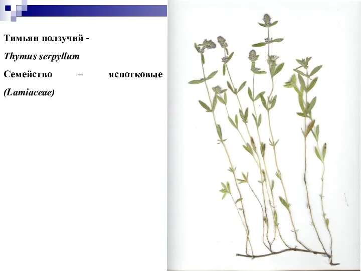 Тимьян ползучий - Thymus serpyllum Семейство – яснотковые (Lamiaceae)