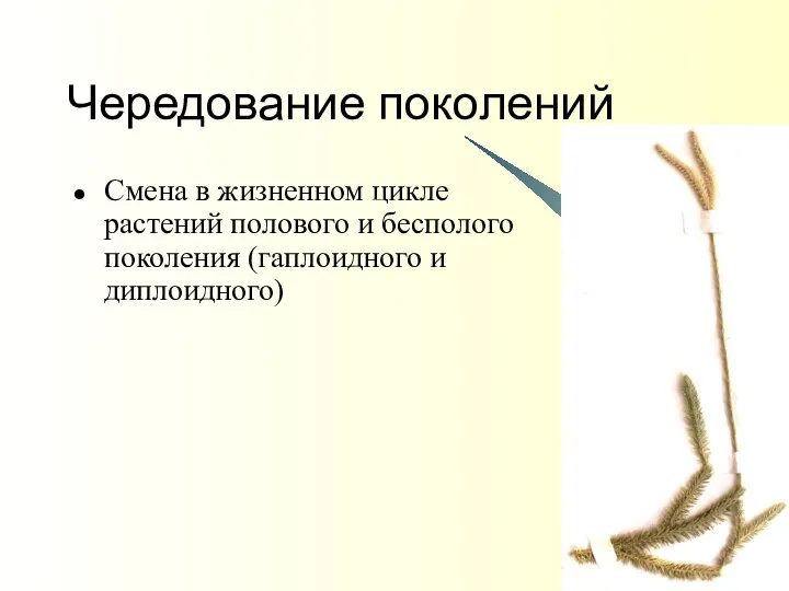 * Чередование поколений Смена в жизненном цикле растений полового и бесполого поколения (гаплоидного и диплоидного)