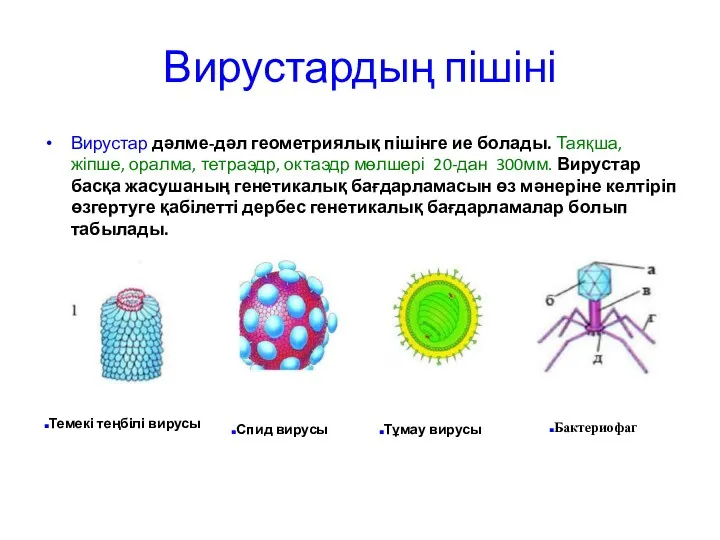 Вирустардың пішіні Вирустар дәлме-дәл геометриялық пішінге ие болады. Таяқша, жіпше, оралма, тетраэдр, октаэдр