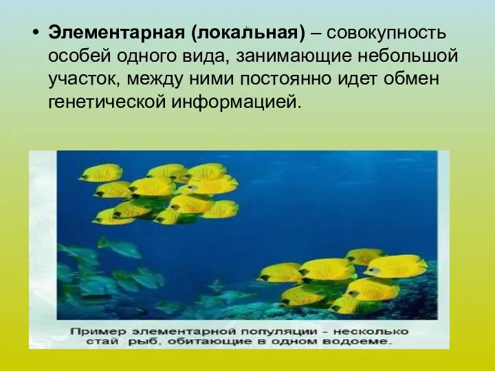 Ь Элементарная (локальная) – совокупность особей одного вида, занимающие небольшой