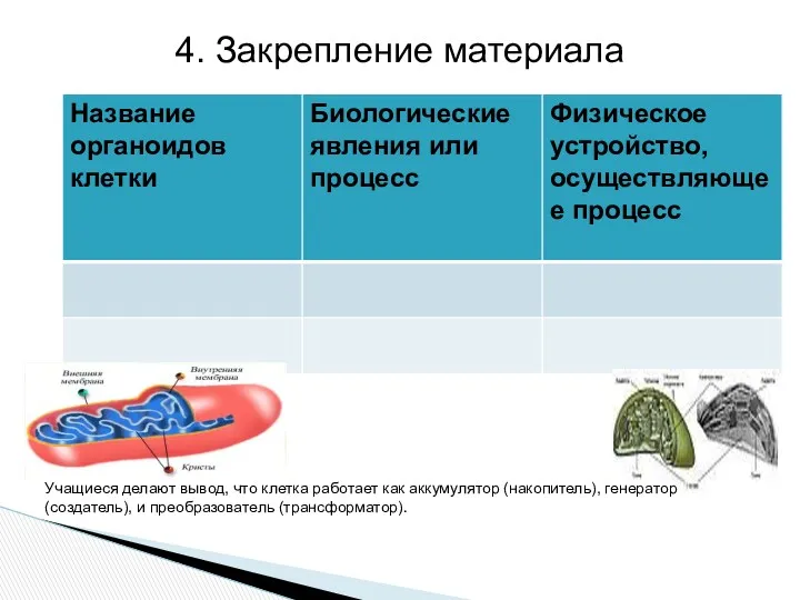 4. Закрепление материала Учащиеся делают вывод, что клетка работает как