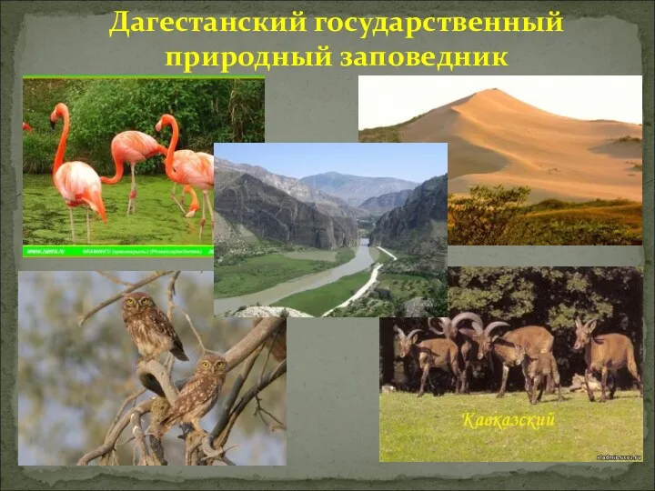 Дагестанский государственный природный заповедник