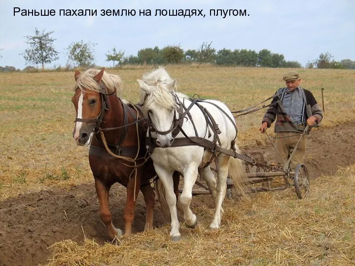 Раньше пахали землю на лошадях, плугом.