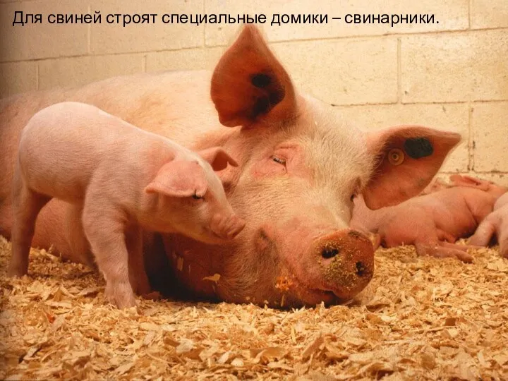 Для свиней строят специальные домики – свинарники.