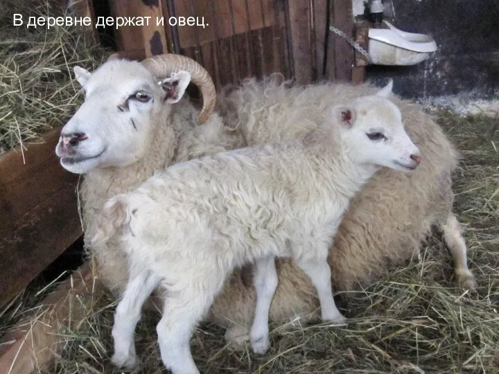 В деревне держат и овец.