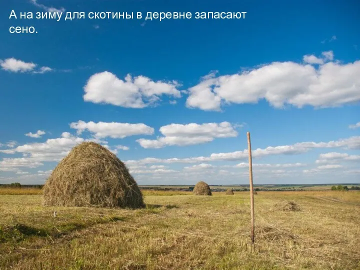 А на зиму для скотины в деревне запасают сено.