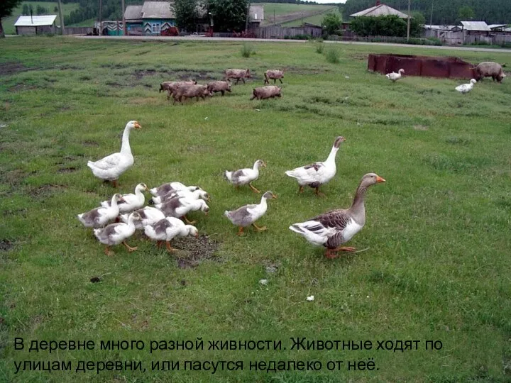 В деревне много разной живности. Животные ходят по улицам деревни, или пасутся недалеко от неё.