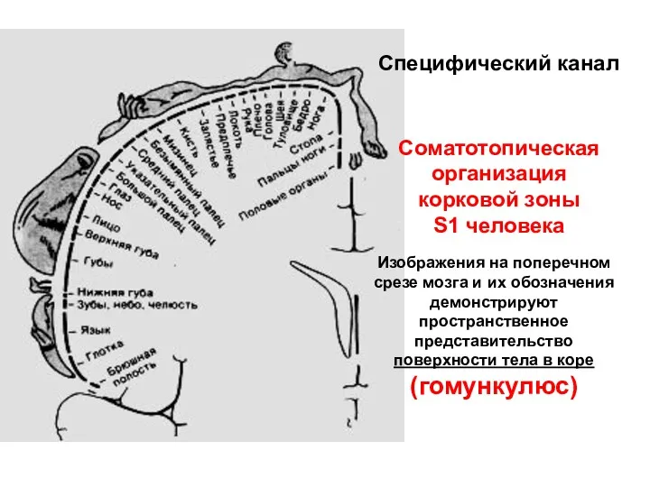Специфический канал Соматотопическая организация корковой зоны S1 человека Изображения на поперечном срезе мозга
