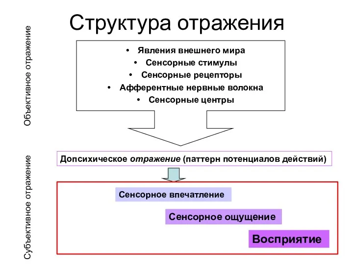 Структура отражения Явления внешнего мира Сенсорные стимулы Сенсорные рецепторы Афферентные нервные волокна Сенсорные