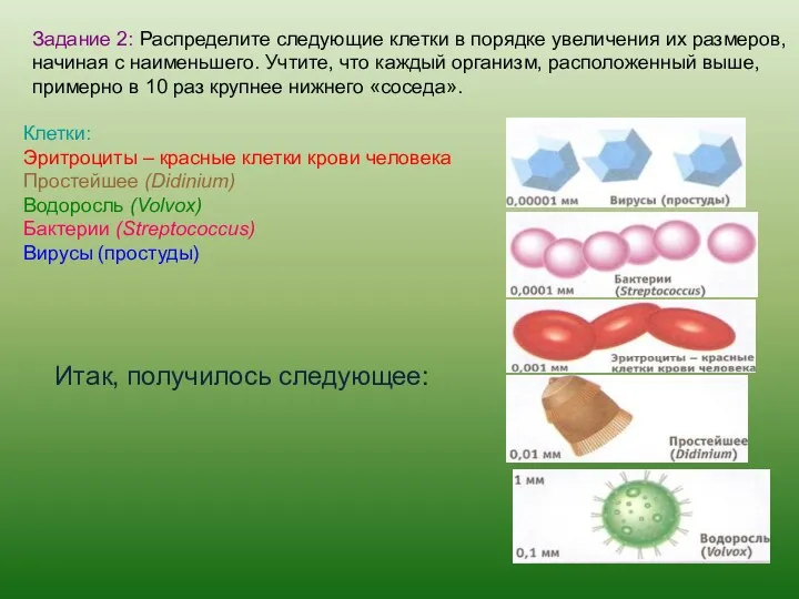 Задание 2: Распределите следующие клетки в порядке увеличения их размеров,