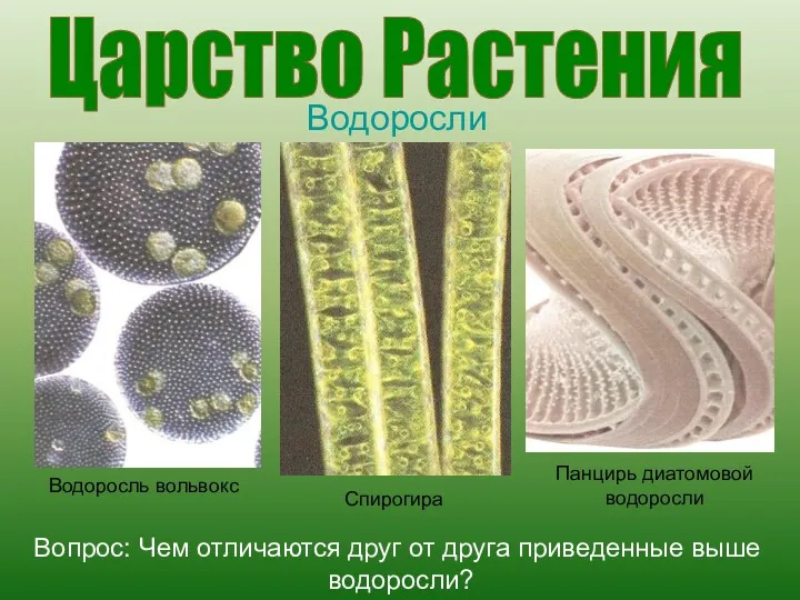 Царство Растения Водоросли Водоросль вольвокс Спирогира Панцирь диатомовой водоросли Вопрос: