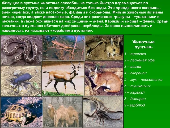 Животные пустынь 1 - черепаха 2 – песчаная эфа 3
