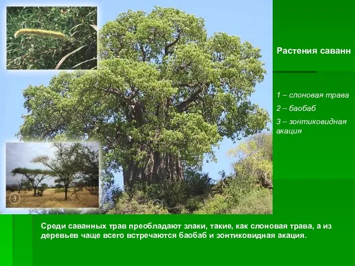 Растения саванн 1 – слоновая трава 2 – баобаб 3