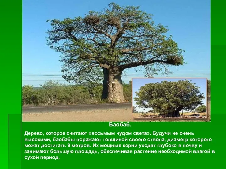 Баобаб. Дерево, которое считают «восьмым чудом света». Будучи не очень