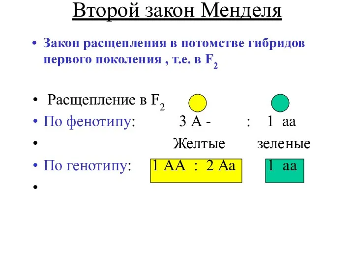 Второй закон Менделя Закон расщепления в потомстве гибридов первого поколения