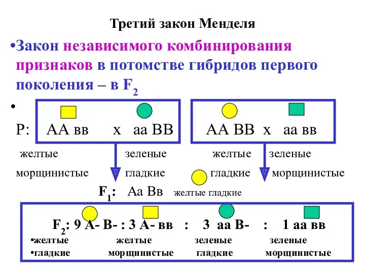 Третий закон Менделя Закон независимого комбинирования признаков в потомстве гибридов