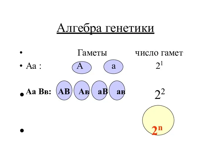 Алгебра генетики Гаметы число гамет Аа : А а 21