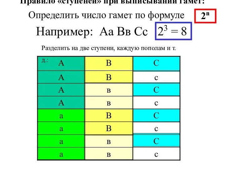 Правило «ступеней» при выписывании гамет: 23 = 8 2n Разделить