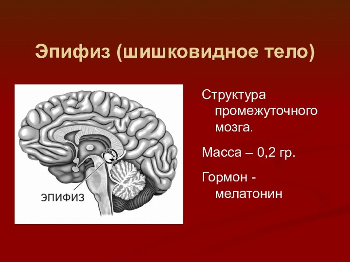 Эпифиз (шишковидное тело) Структура промежуточного мозга. Масса – 0,2 гр. Гормон - мелатонин