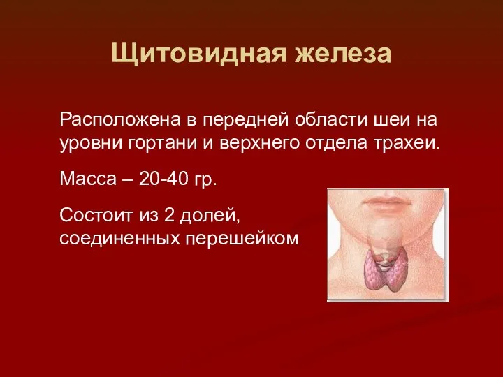 Щитовидная железа Расположена в передней области шеи на уровни гортани