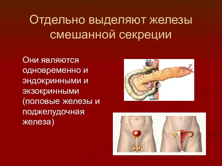 Отдельно выделяют железы смешанной секреции Они являются одновременно и эндокринными и экзокринными (половые