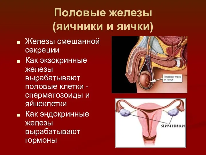 Половые железы (яичники и яички) Железы смешанной секреции Как экзокринные железы вырабатывают половые