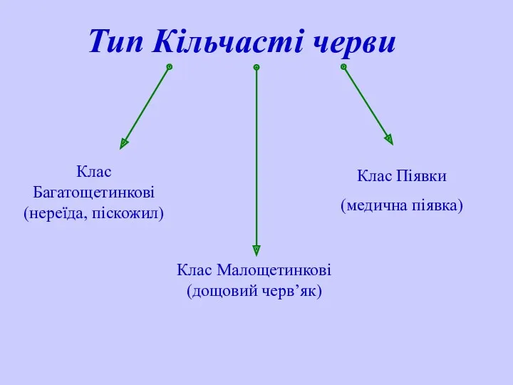 Тип Кільчасті черви Клас Багатощетинкові (нереїда, піскожил) Клас Малощетинкові (дощовий черв’як) Клас Піявки (медична піявка)