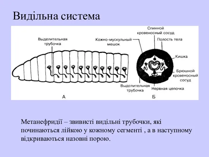 Видільна система Метанефридії – звивисті видільні трубочки, які починаються лійкою