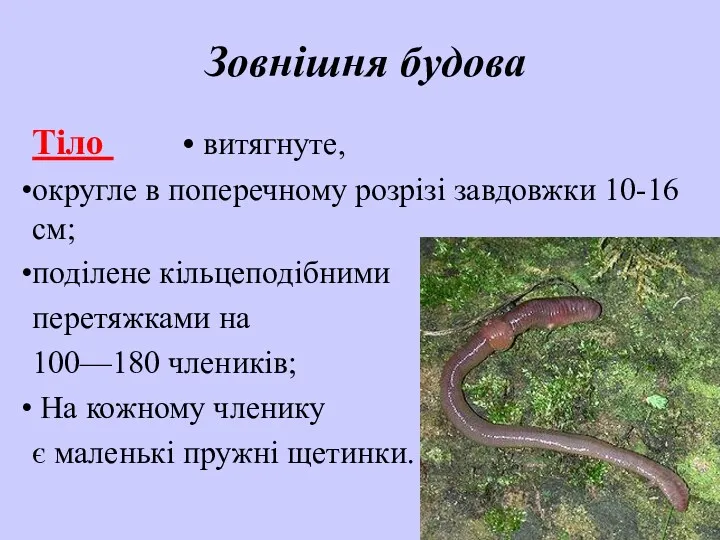 Зовнішня будова Тіло • витягнуте, округле в поперечному розрізі завдовжки