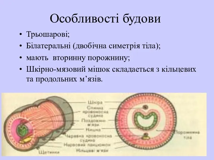 Особливості будови Трьошарові; Білатеральні (двобічна симетрія тіла); мають вторинну порожнину;